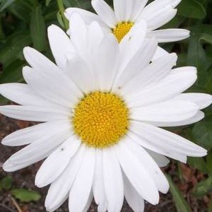 Meet your Posher, Kelli